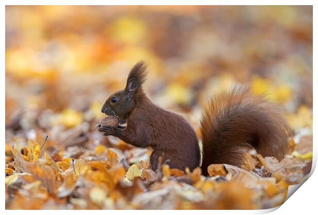 Red Squirrel Eating Nut in Wood Print by Arterra 