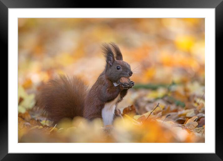 Red Squirrel Eating Walnut in Wood Framed Mounted Print by Arterra 