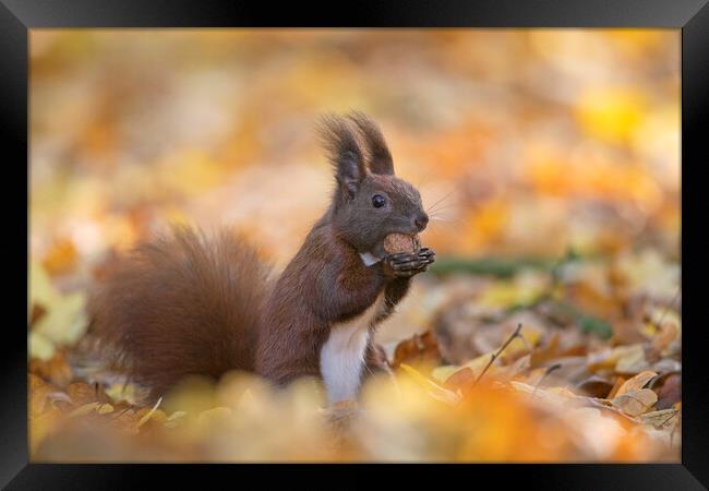 Red Squirrel Eating Walnut in Wood Framed Print by Arterra 