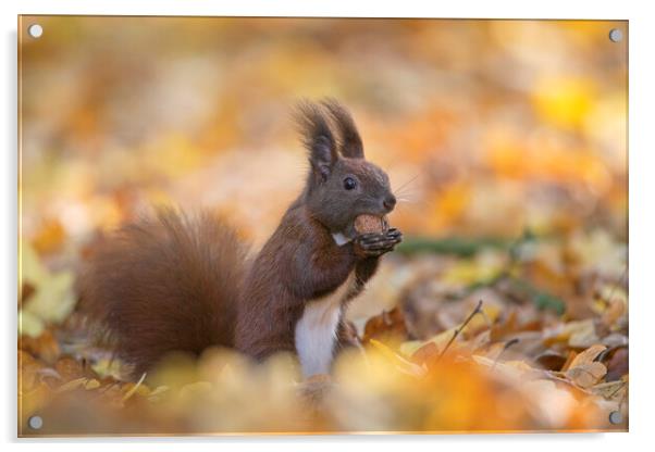 Red Squirrel Eating Walnut in Wood Acrylic by Arterra 