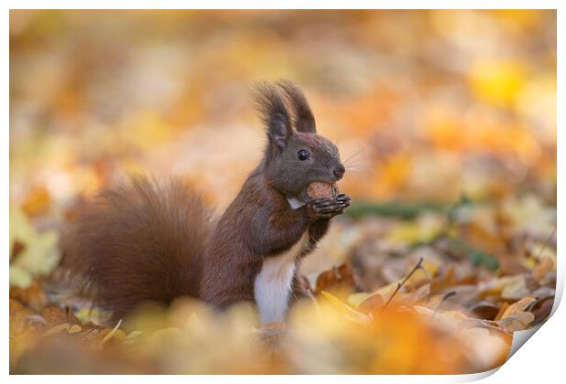 Red Squirrel Eating Walnut in Wood Print by Arterra 