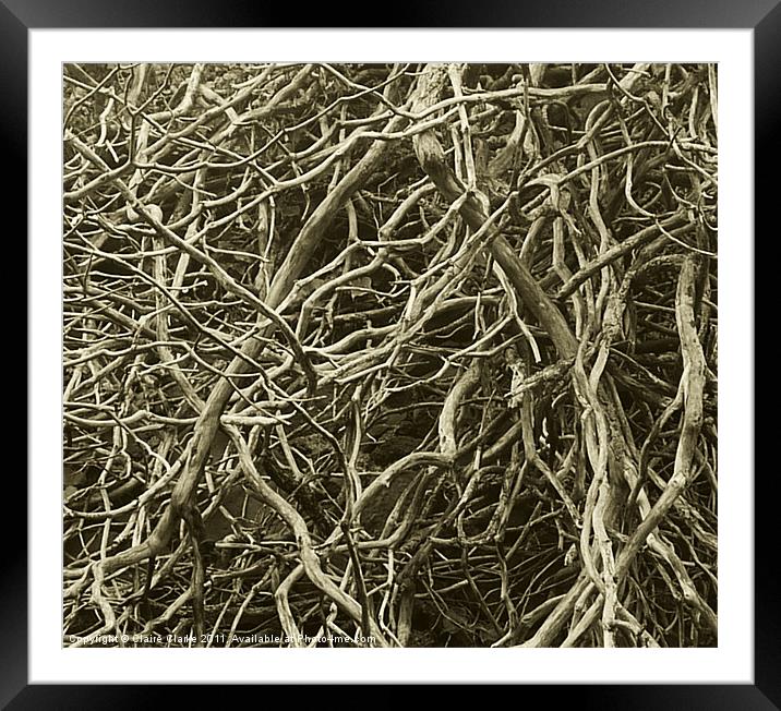 Tangled Trees Framed Mounted Print by Claire Clarke