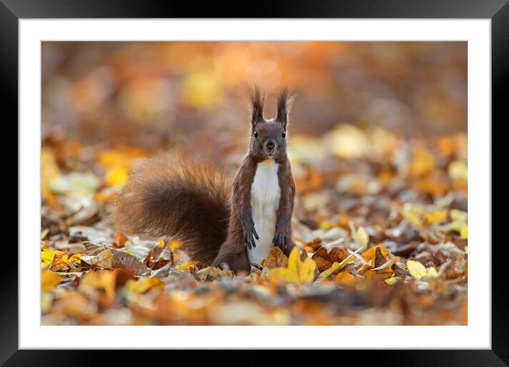 Curious Red Squirrel among Autumn Leaves Framed Mounted Print by Arterra 