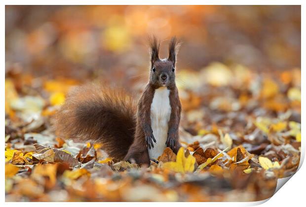Curious Red Squirrel among Autumn Leaves Print by Arterra 