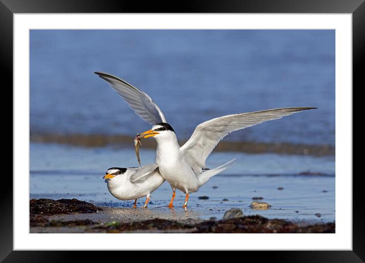 Little Terns Courting on Beach Framed Mounted Print by Arterra 