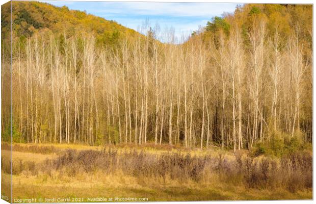 A forest of poplar trees without leaves in winter Canvas Print by Jordi Carrio