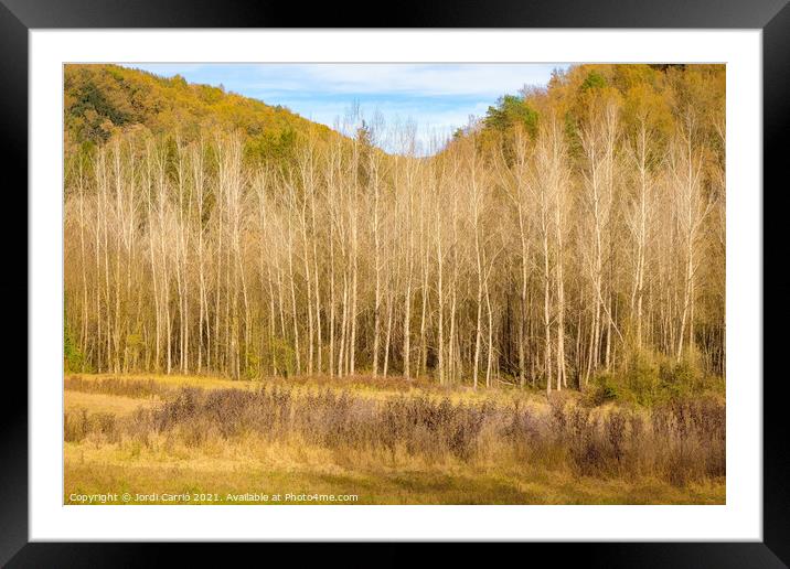 A forest of poplar trees without leaves in winter Framed Mounted Print by Jordi Carrio