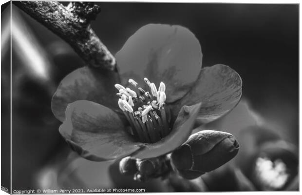 Black White Atsuya Hamada Quince Blooming Macro Washington Canvas Print by William Perry