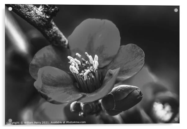 Black White Atsuya Hamada Quince Blooming Macro Washington Acrylic by William Perry