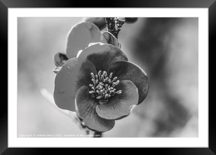 Black White Atsuya Hamada Quince Blooming Macro Washington Framed Mounted Print by William Perry