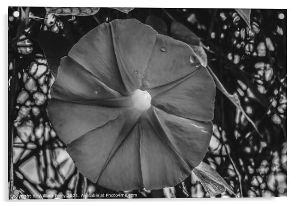 Black White Morning Glory Blossom Blooming Macro Washington Acrylic by William Perry