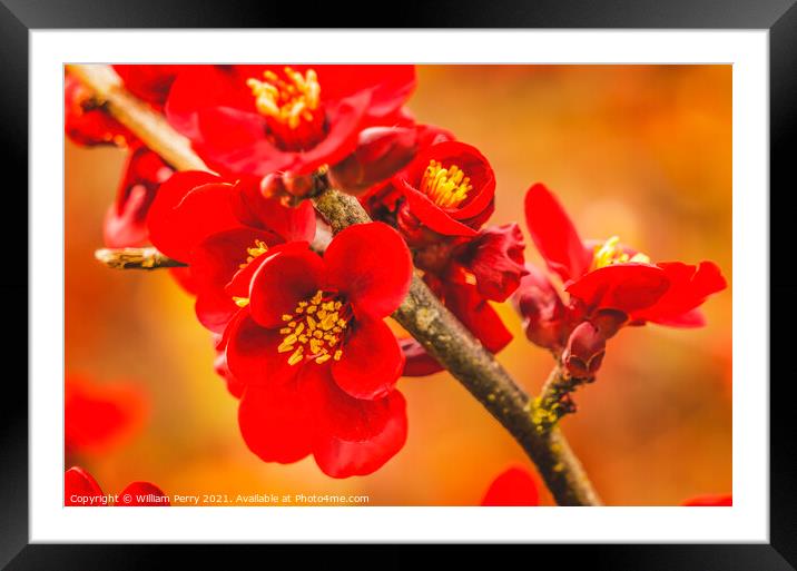 Maroon Red Atsuya Hamada Quince Blooming Macro Washington Framed Mounted Print by William Perry