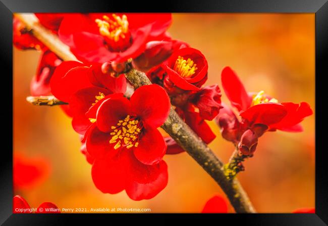 Maroon Red Atsuya Hamada Quince Blooming Macro Washington Framed Print by William Perry