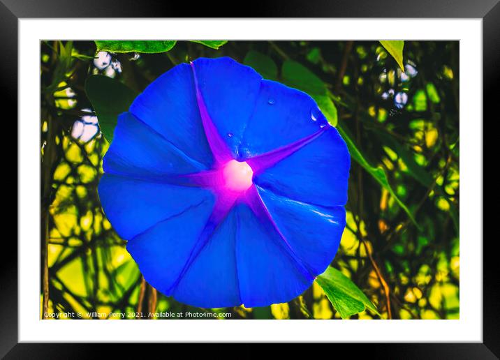 Heavenly Blue Morning Glory Blossom Blooming Macro Washington Framed Mounted Print by William Perry