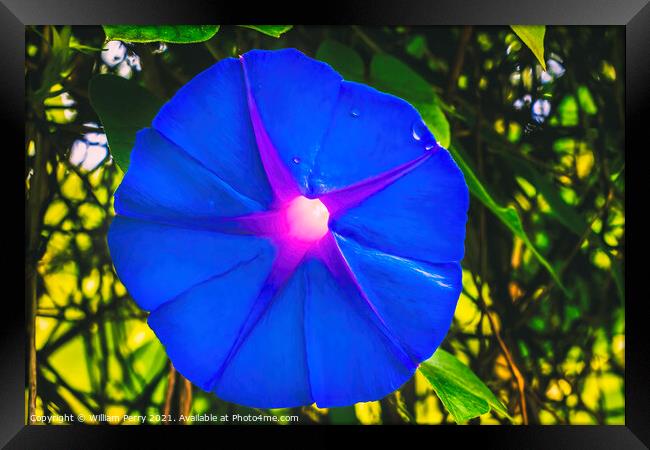 Heavenly Blue Morning Glory Blossom Blooming Macro Washington Framed Print by William Perry