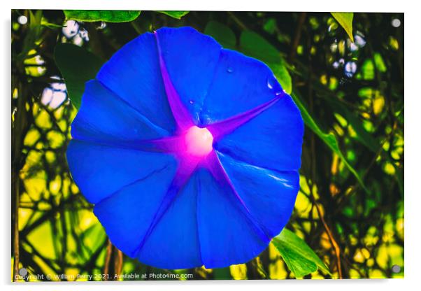 Heavenly Blue Morning Glory Blossom Blooming Macro Washington Acrylic by William Perry