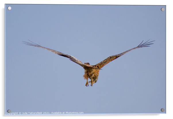 Red kite looking for its next prey Acrylic by Julie Tattersfield