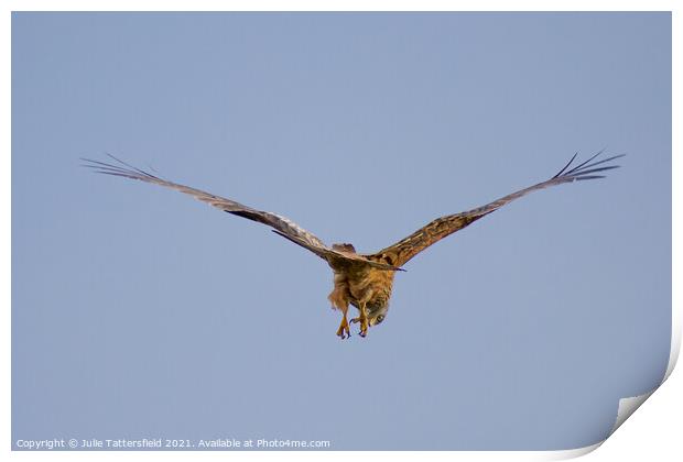 Red kite looking for its next prey Print by Julie Tattersfield