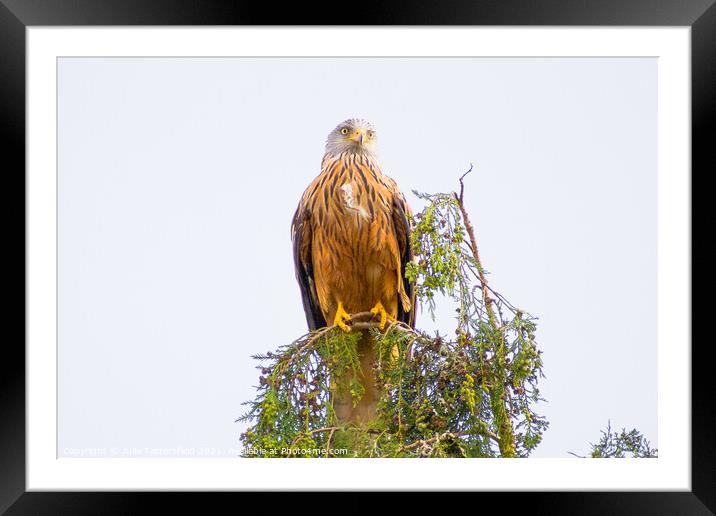 Red Kite perched on the top of a tree Framed Mounted Print by Julie Tattersfield