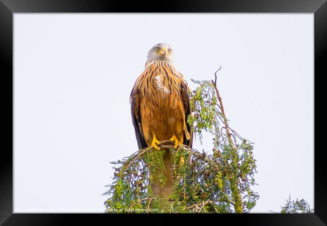 Red Kite perched on the top of a tree Framed Print by Julie Tattersfield