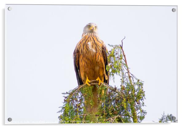 Red Kite perched on the top of a tree Acrylic by Julie Tattersfield
