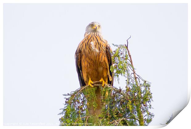 Red Kite perched on the top of a tree Print by Julie Tattersfield