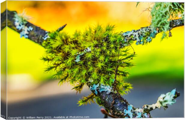 Green Fungus Ferns Evergreen Tree Canvas Print by William Perry