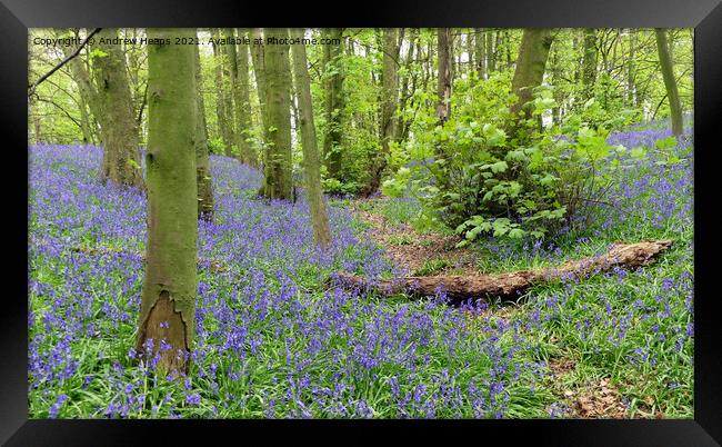 Woodland bluebells Framed Print by Andrew Heaps
