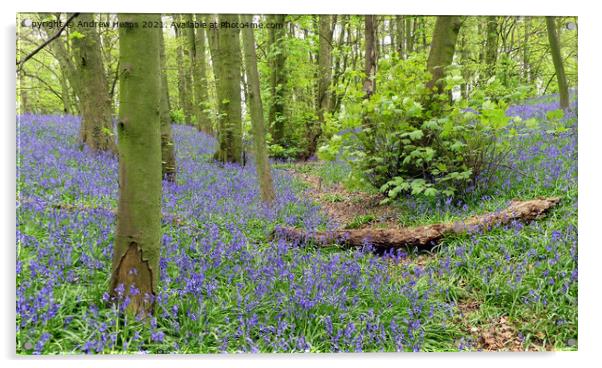 Woodland bluebells Acrylic by Andrew Heaps