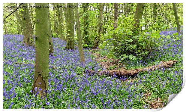 Woodland bluebells Print by Andrew Heaps