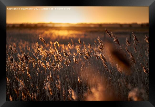 Golden sunset Framed Print by Paul Walker