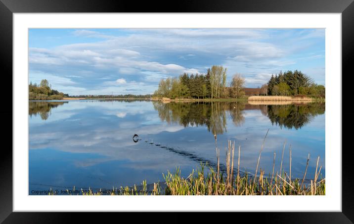 Bird taking flight on a Scottish Loch in Spring Mo Framed Mounted Print by Joe Dailly