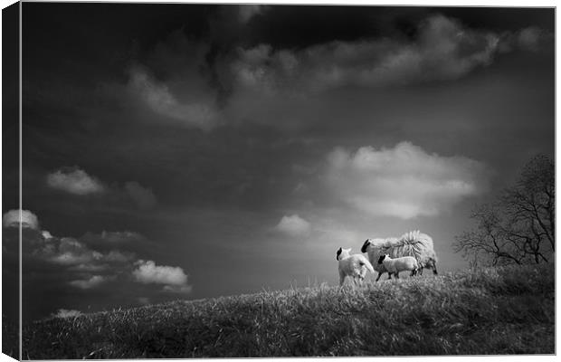 sheep clouds Canvas Print by Dorit Fuhg