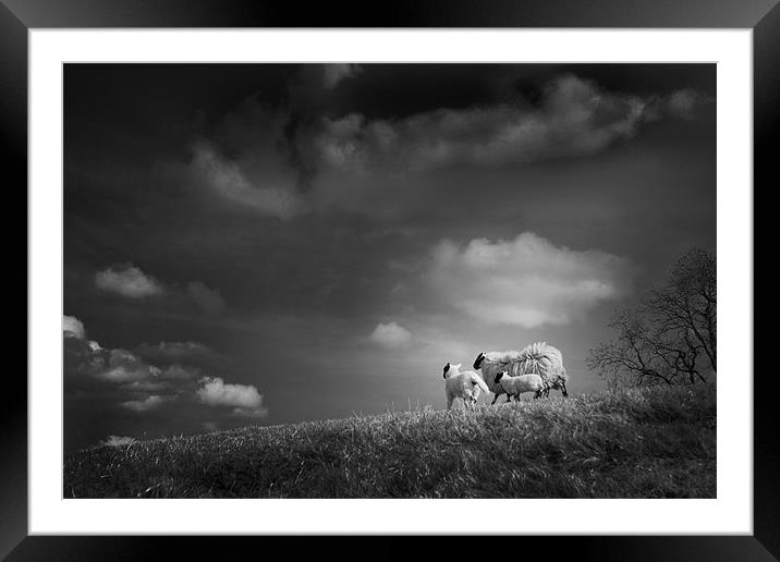 sheep clouds Framed Mounted Print by Dorit Fuhg