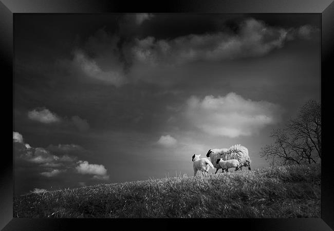 sheep clouds Framed Print by Dorit Fuhg