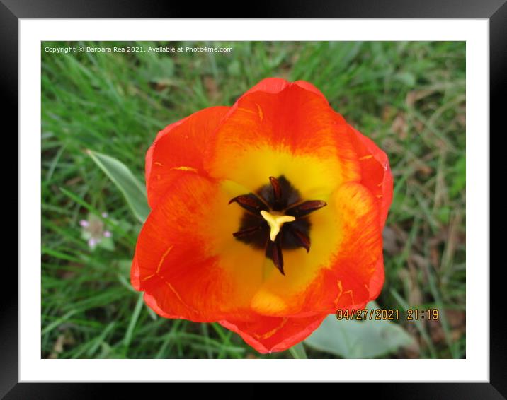 Plant flower Framed Mounted Print by Barbara Rea