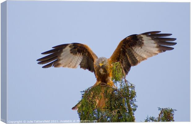 Red Kite showing off! Canvas Print by Julie Tattersfield
