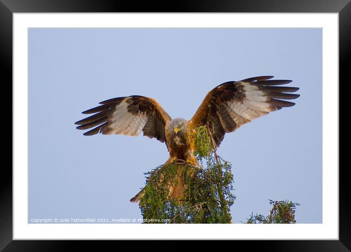 Red Kite showing off! Framed Mounted Print by Julie Tattersfield