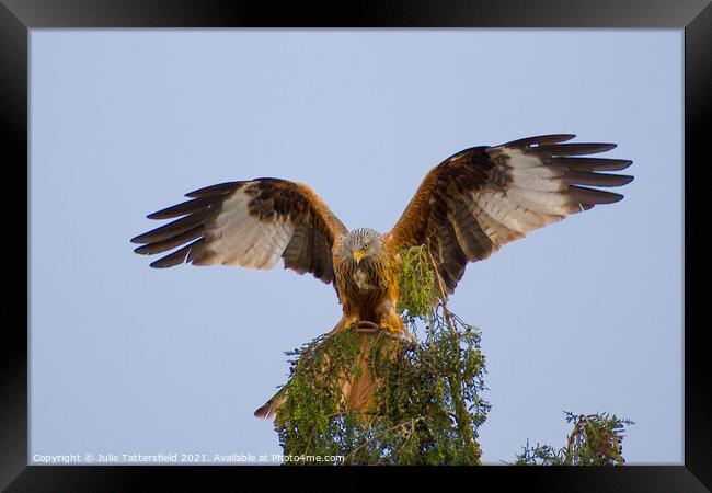 Red Kite showing off! Framed Print by Julie Tattersfield