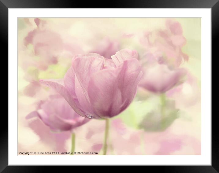 The Beauty of Tulips Framed Mounted Print by June Ross