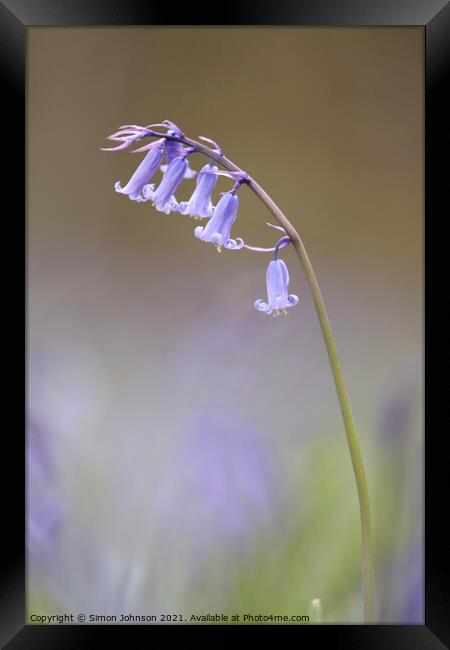 Bluebel Flower Framed Print by Simon Johnson