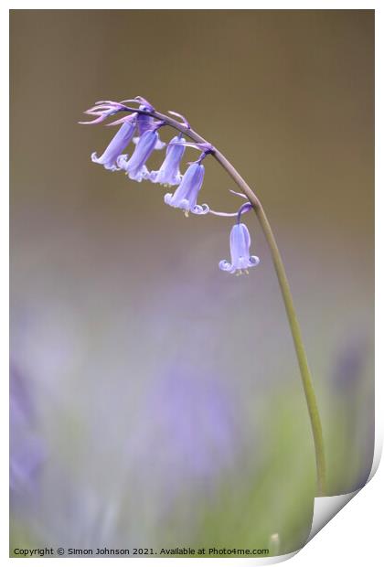 Bluebel Flower Print by Simon Johnson