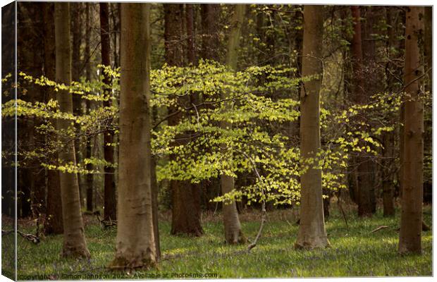 Sunlit tree Canvas Print by Simon Johnson