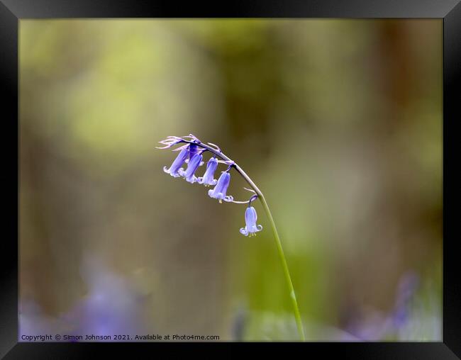 Bluebell Flower Framed Print by Simon Johnson