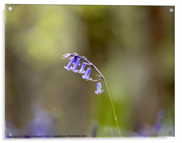 Bluebell Flower Acrylic by Simon Johnson