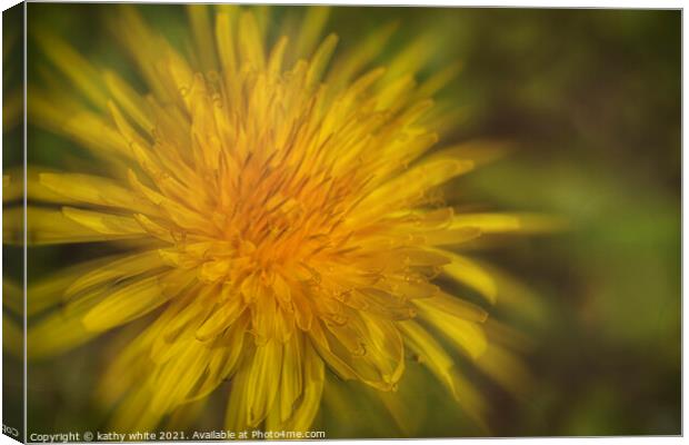 A dandelion in full bloom Canvas Print by kathy white
