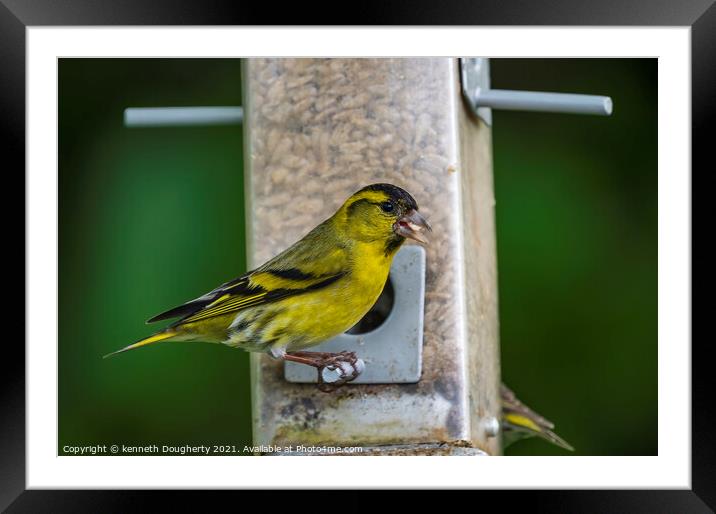 Male Siskin. Framed Mounted Print by kenneth Dougherty