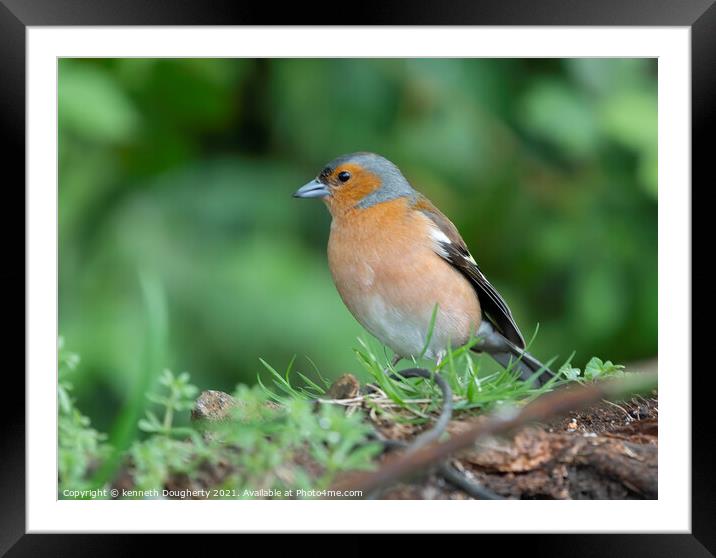 Male Chaffinch. Framed Mounted Print by kenneth Dougherty