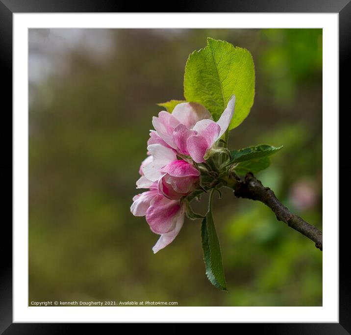 Apple blossom Framed Mounted Print by kenneth Dougherty