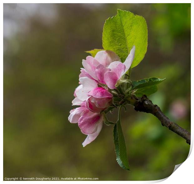 Apple blossom Print by kenneth Dougherty